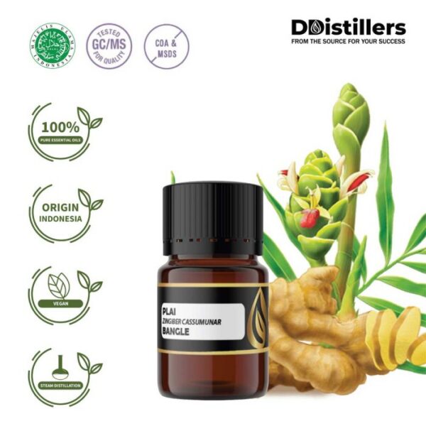 Plai / Bangle Essential Oil Pure 100%, 2-10ML GS