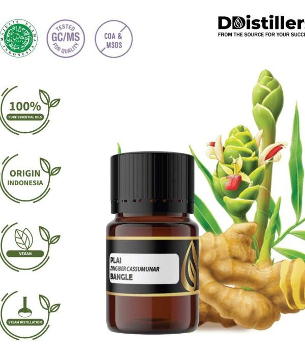 Plai / Bangle Essential Oil Pure 100%, 2-10ML GS