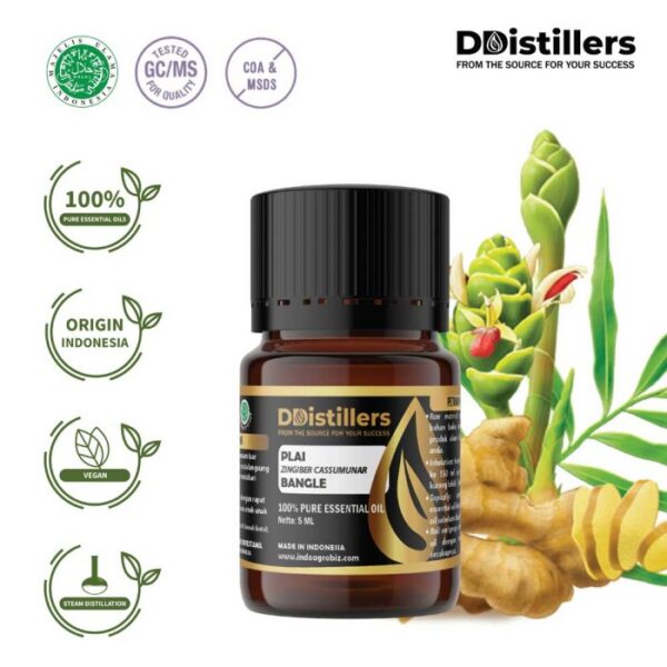 Plai / Bangle Essential Oil Pure 100%, 2-10ML GS