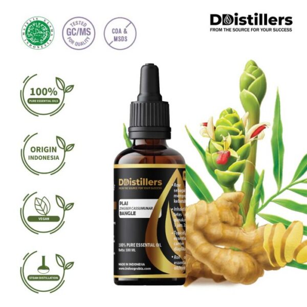 Plai / Bangle Essential Oil Pure 100%, 50-100ML GS