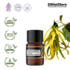 Cananga (Garden) / Kenanga Tumpuk Essential Oil Pure 100%, 2-10ML GS