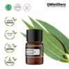 Eucalyptus (Globulus) / Eucalyptus Essential Oil Pure 100%, 2-10ML GS