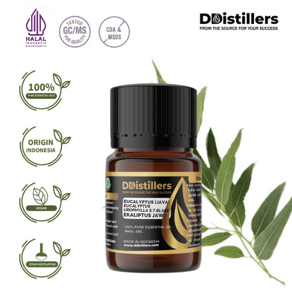 Eucalyptus (Java) / Eucalyptus Jawa Essential Oil Pure 100%, 2-10ML GS